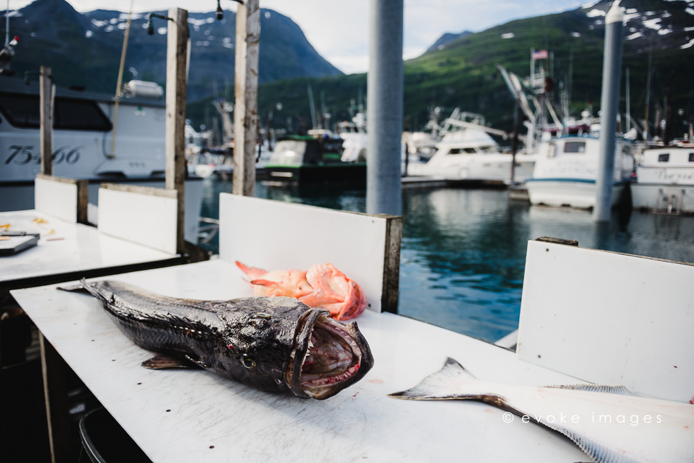 fish cleaning docks ling cod rockfish alaska